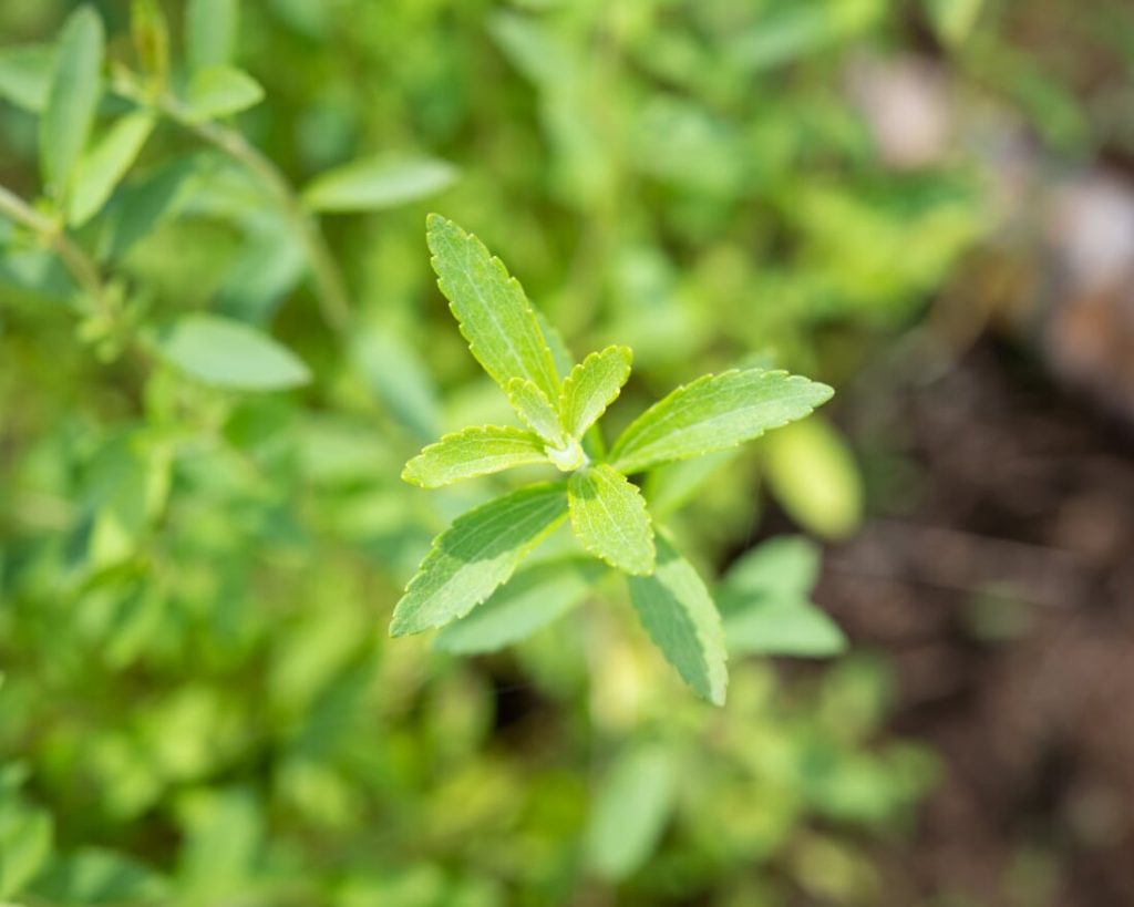 ステビア 常磐植物化学研究所