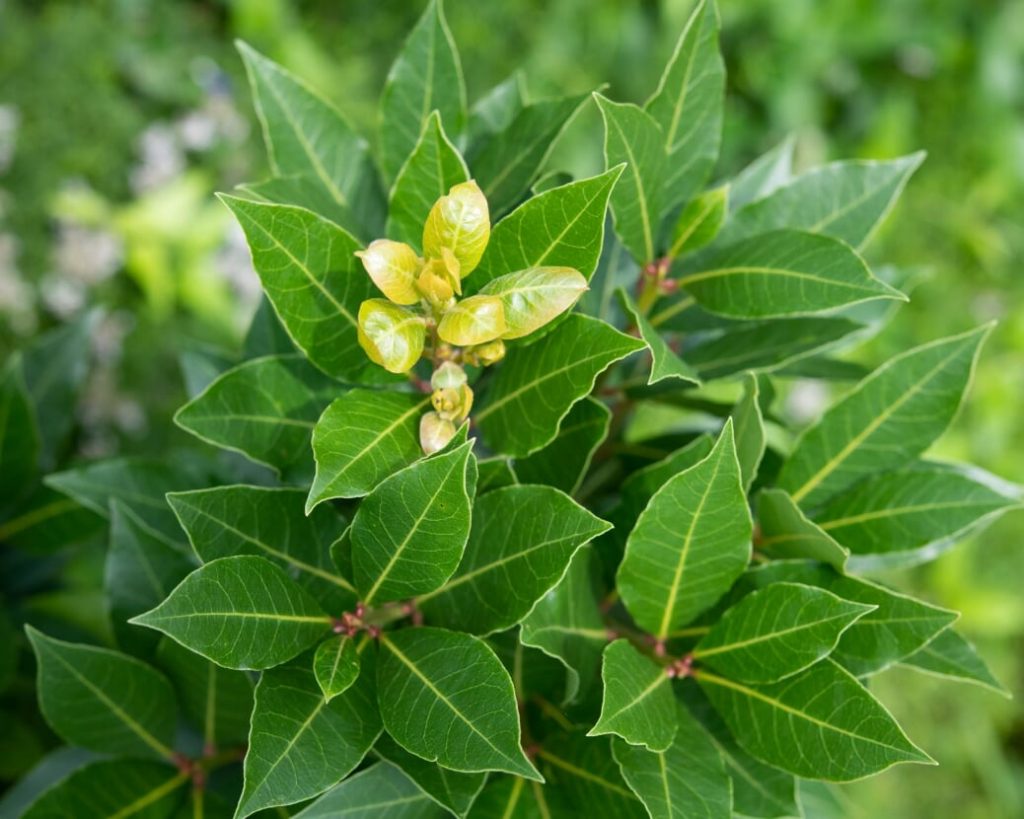 月桂樹 常磐植物化学研究所